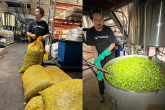 olle-fresh-hop-compressed olle-fresh-hop-compressed
